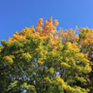 Meet your Posher, Maxwell